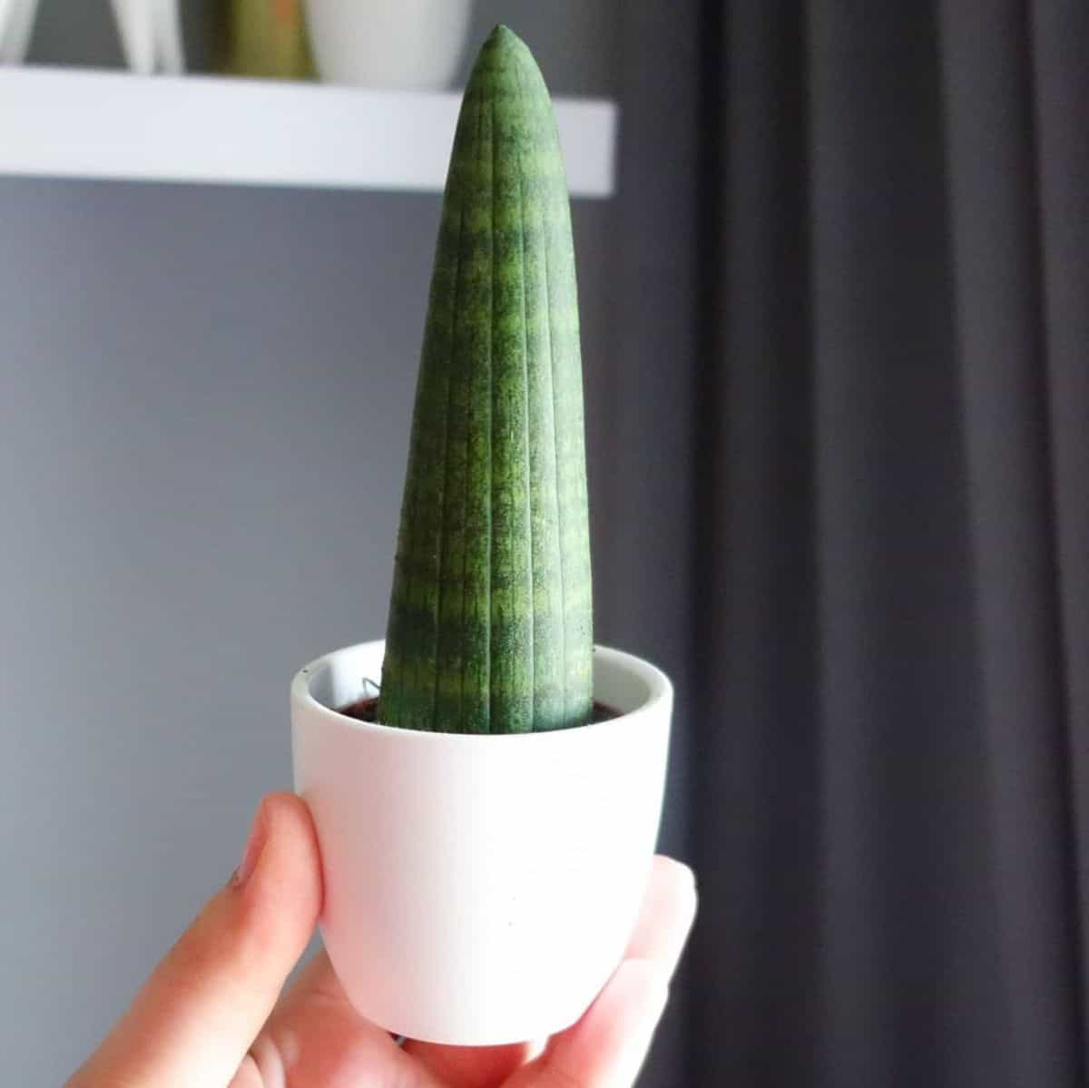 Sansevieria Oncel Rhino grows in a small white pot held by hand.