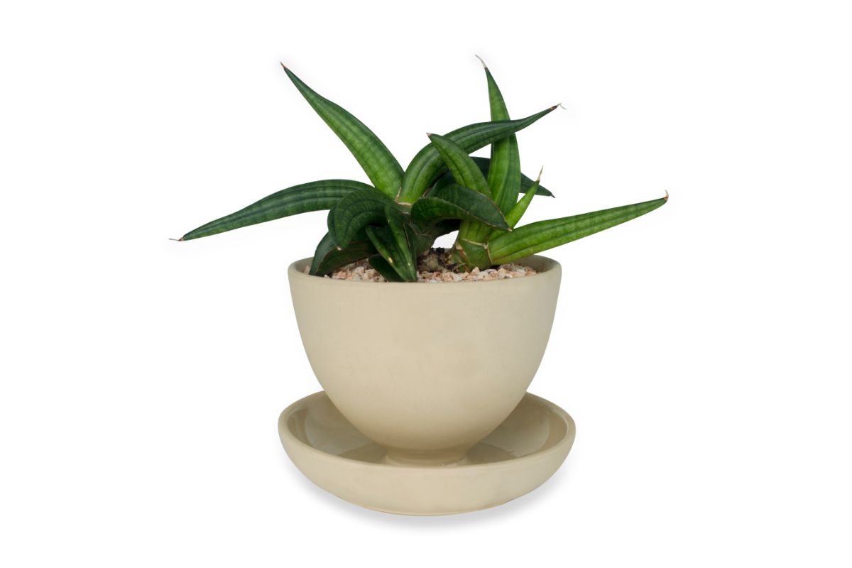 Sansevieria Patens grows in a white pot.