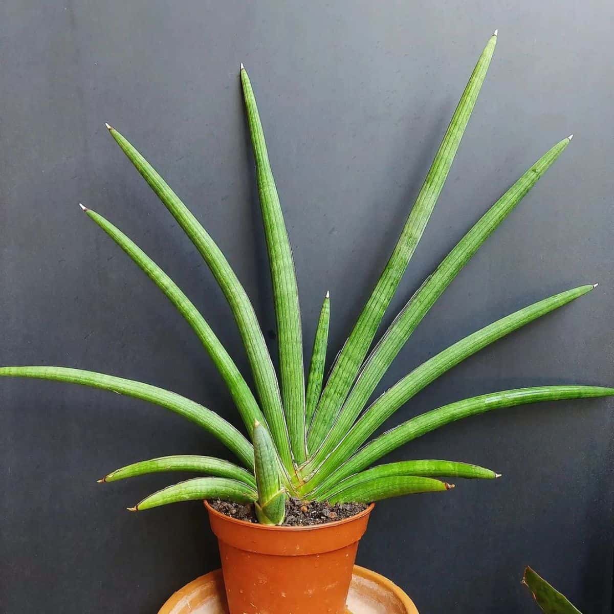 Sansevieria Pearsonii grows in a red plastic pot.