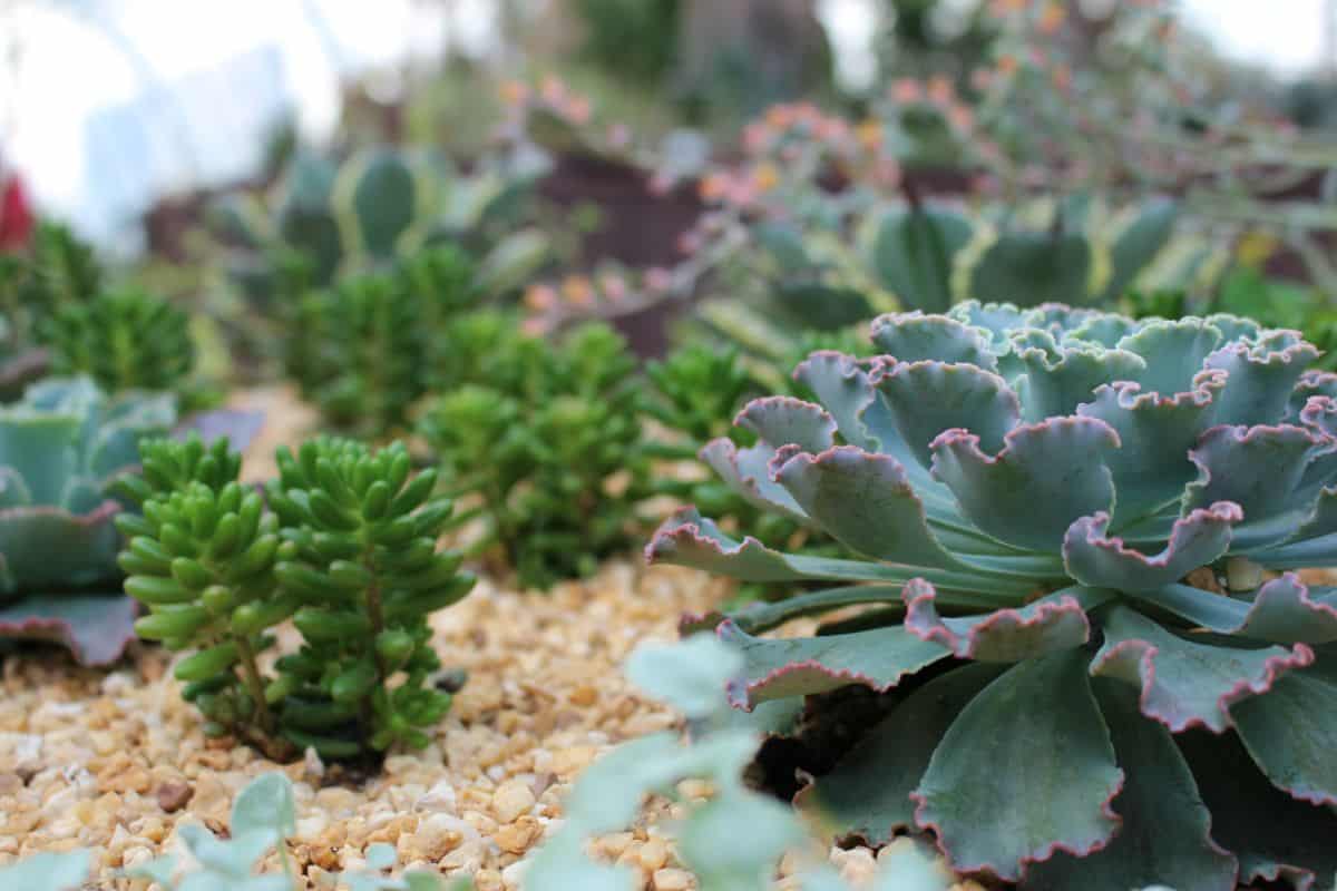 Echeveria ‘Mauna Loa’ with beautiful wavy foliage.