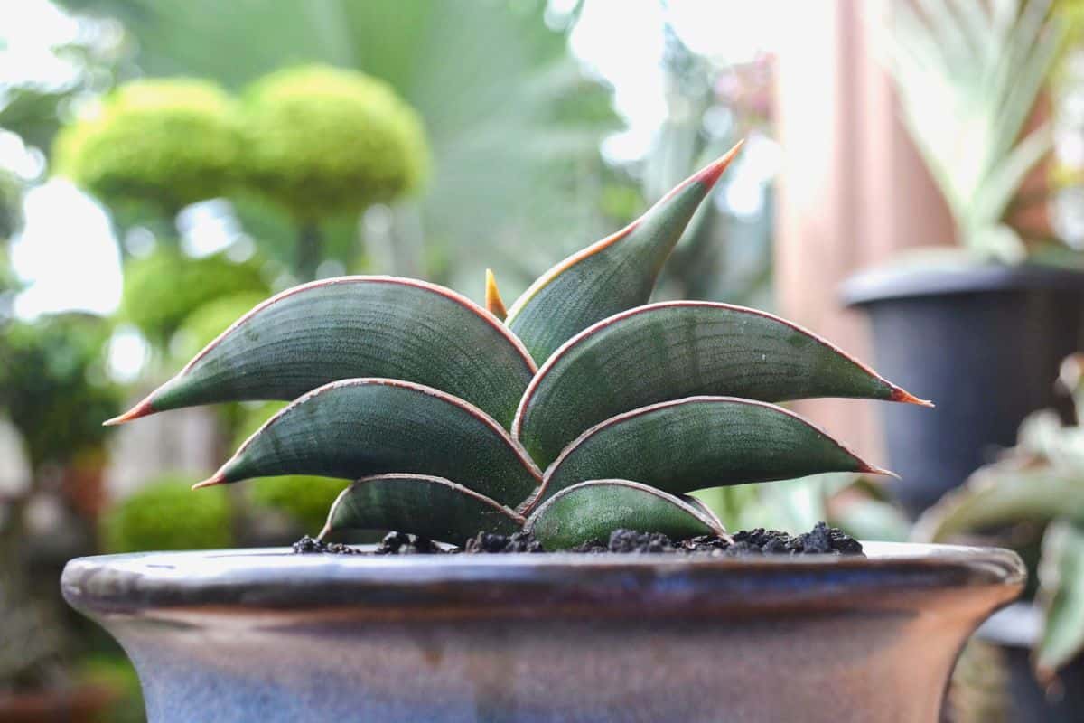 Sansevieria Rorida with beautiful foliage grows in a pot.