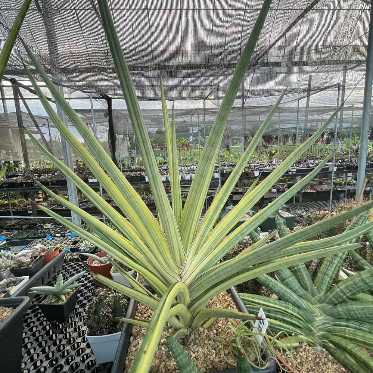 Sansevieria Royal crown grows in a pot in a greenhouse.