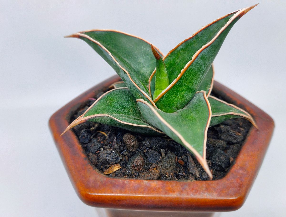 Sansevieria Samurai dwarf grows in a modern-looking pot.