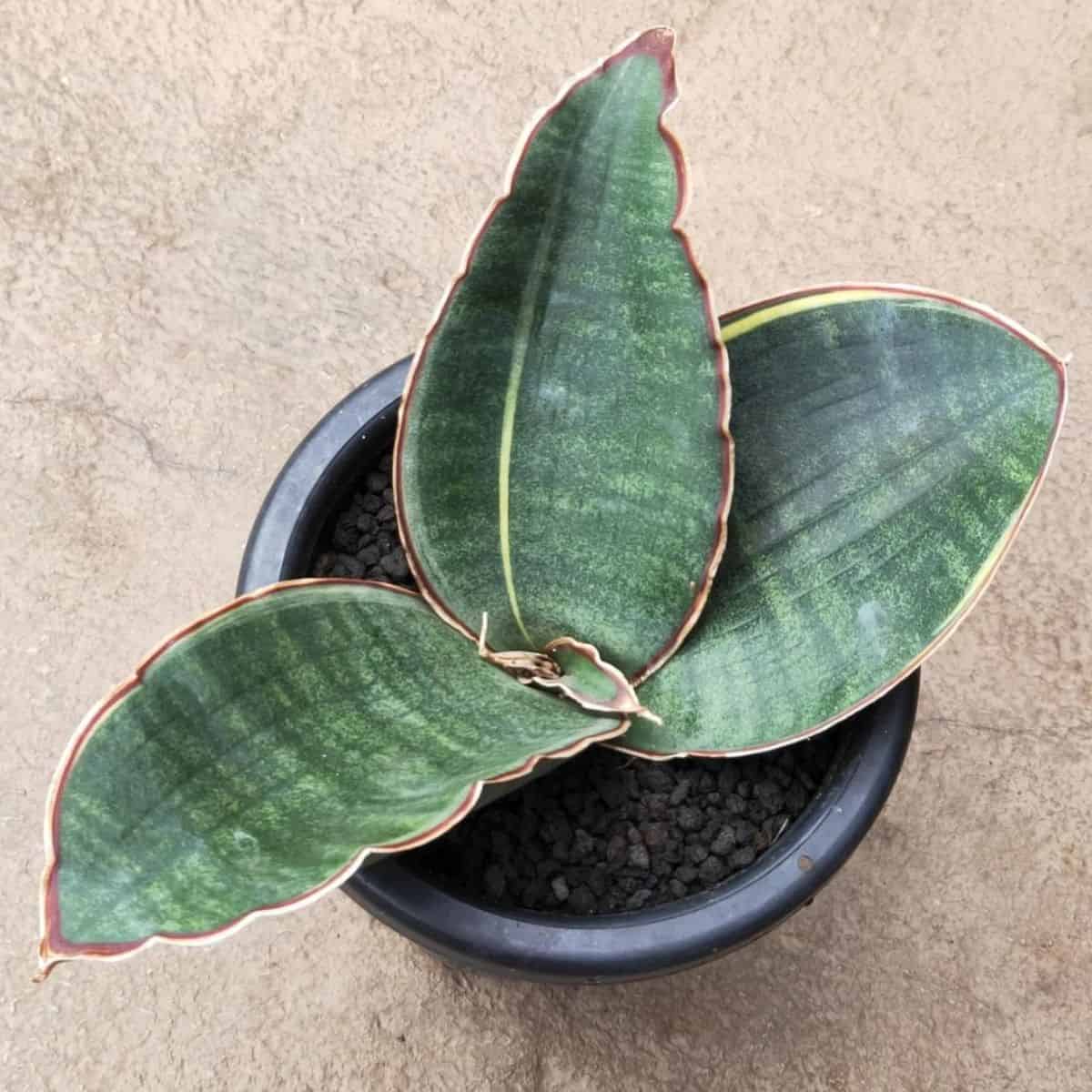 Sansevieria Scimitariformis grows in a black pot.