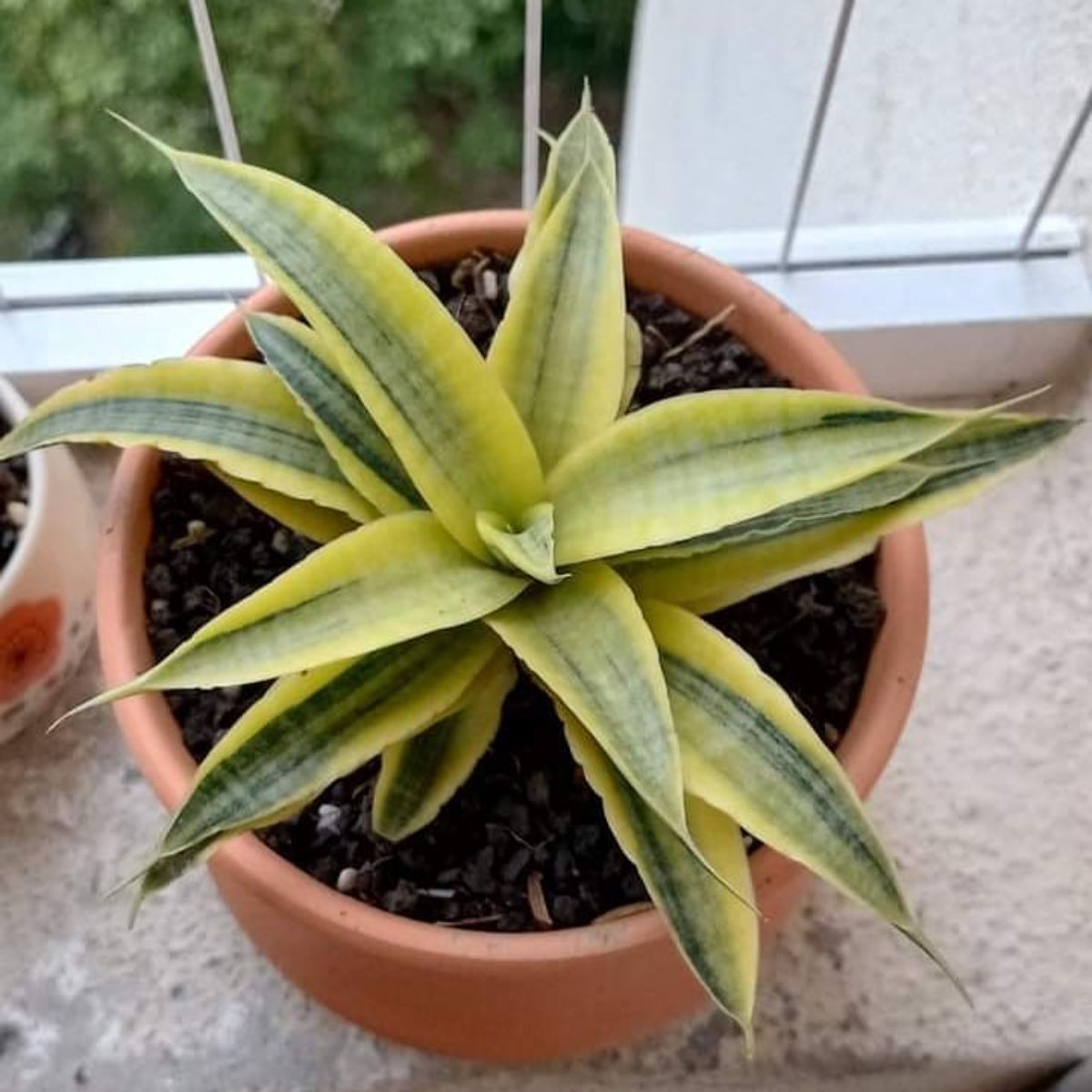 Sansevieria Siam gold grows in a terracotta pot on a balcony.