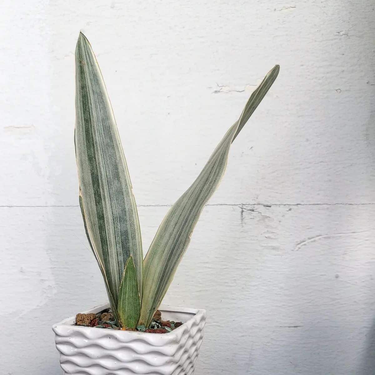 Sansevieria Siam silver grows in a white pot.