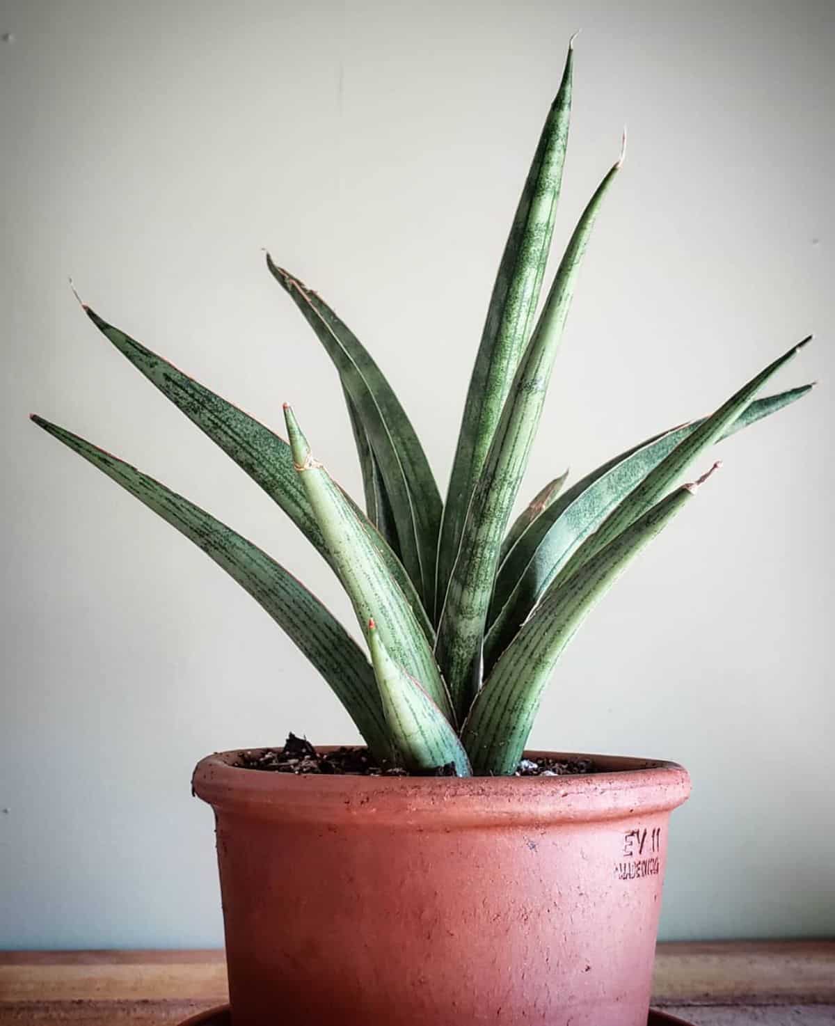 Sansevieria Silver nymph grows in a clay pot.