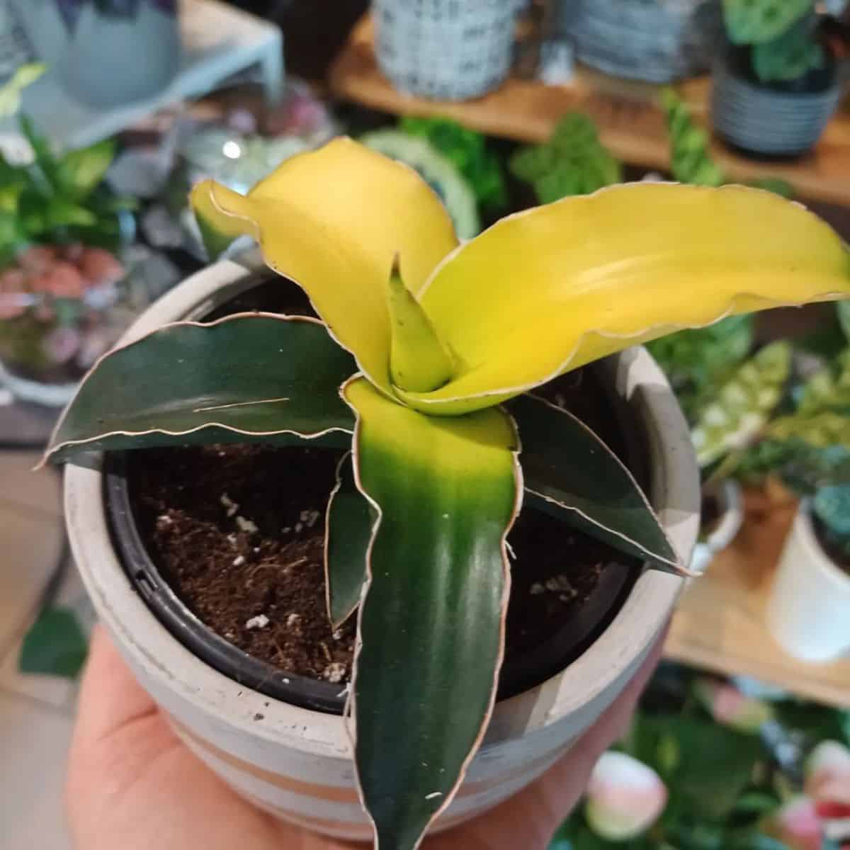 Sansevieria Star canary grows in a white pot held by hand.