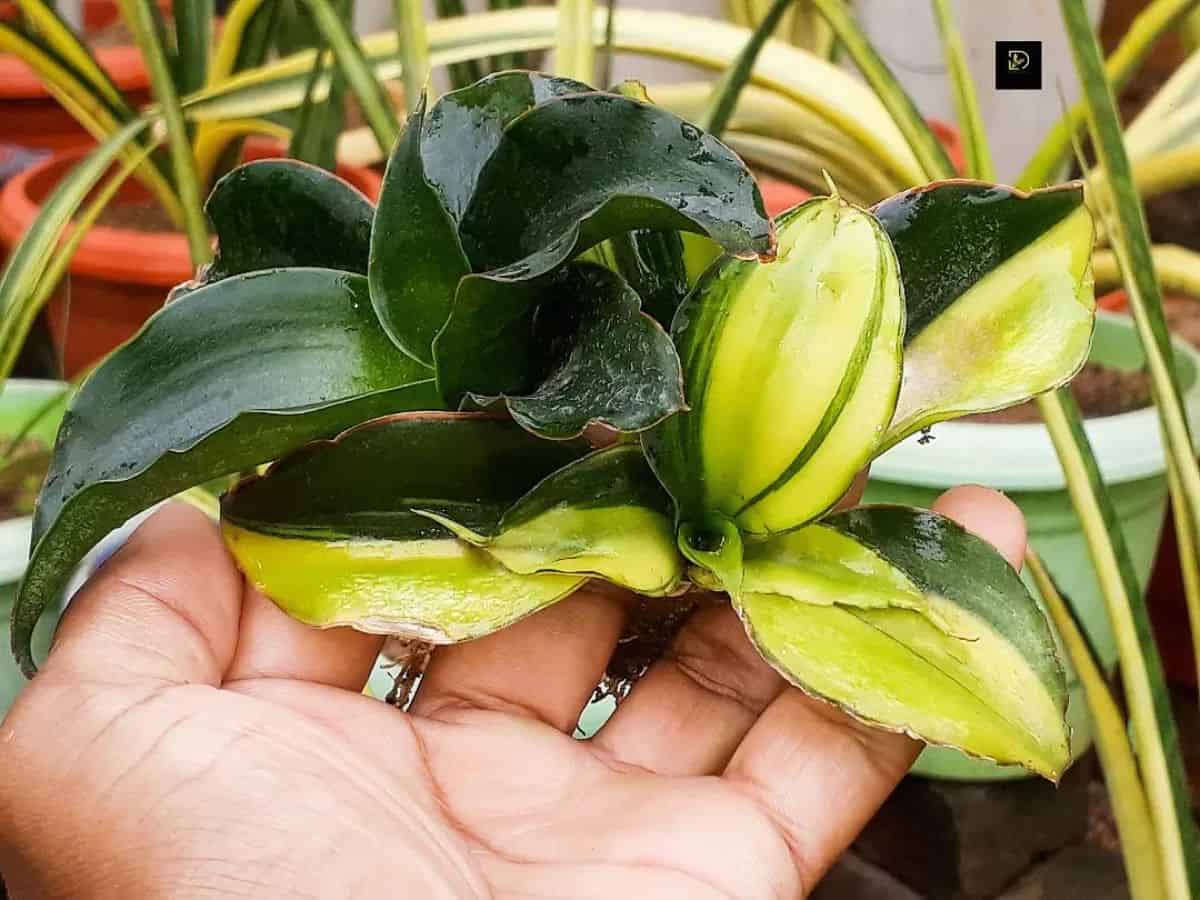 Sansevieria Subspicata variegated held by hand.