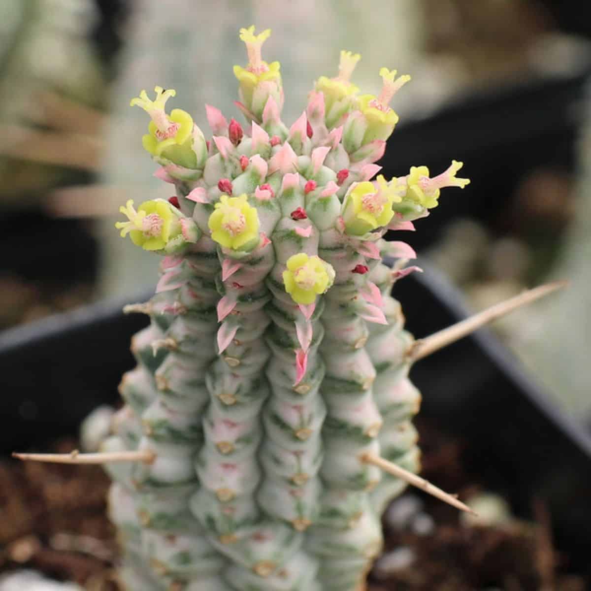 Euphorbia mammillaris variegata ‘Indian Corn Cob’  grows in a black pot.