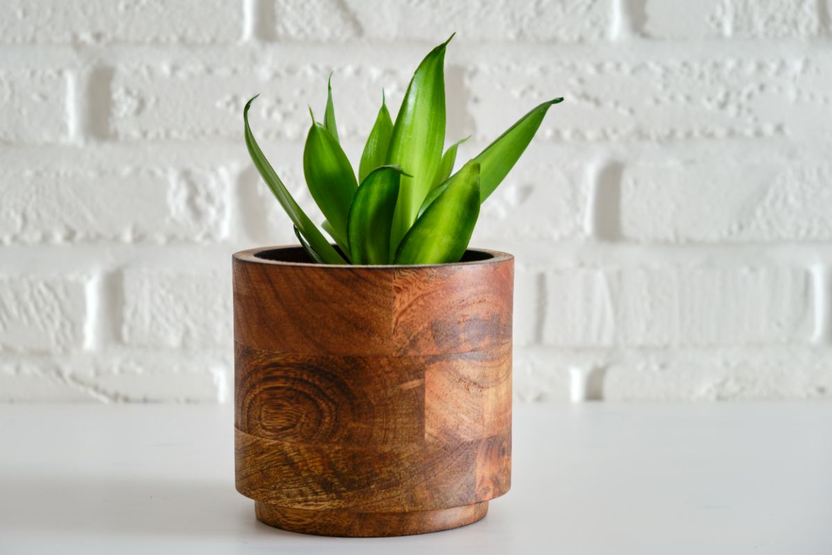 Sansevieria Black Dragon grows in a wooden pot.