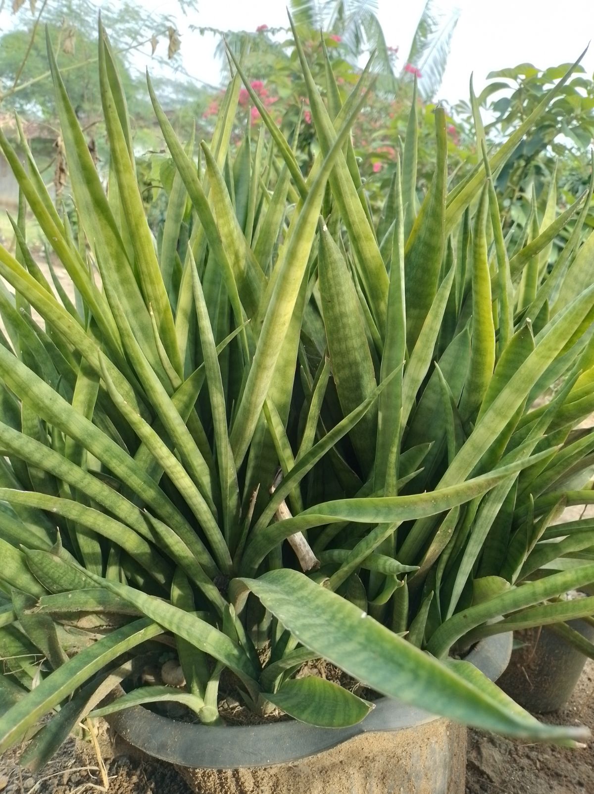Sansevieria Suffruticosa grows in a pot outdoor.