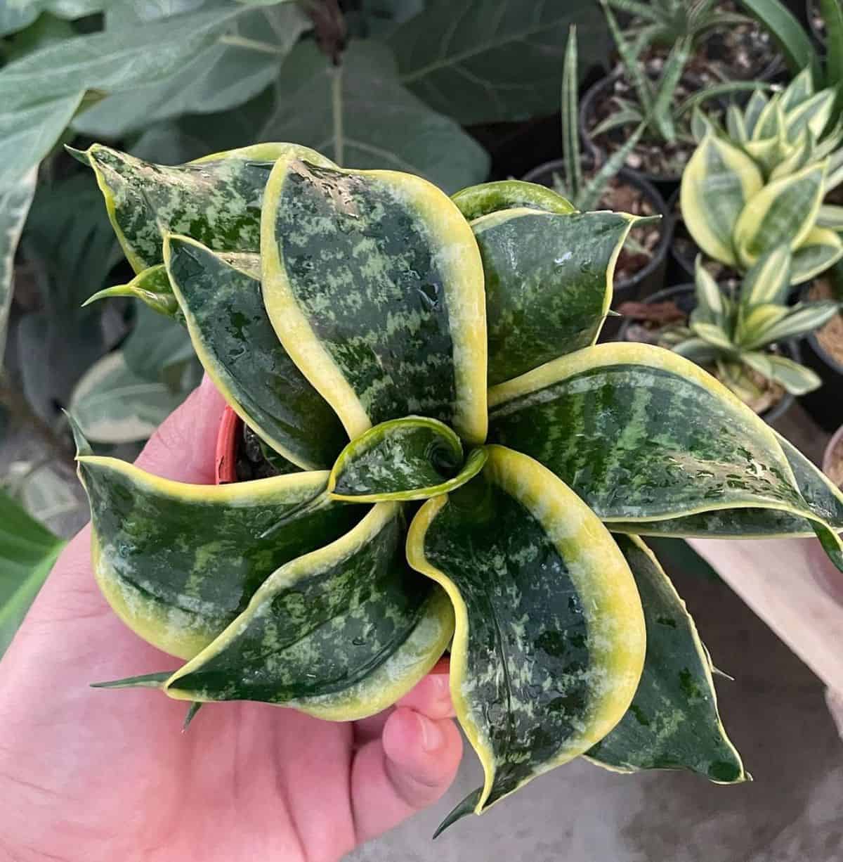 Sansevieria Twist held by hand.