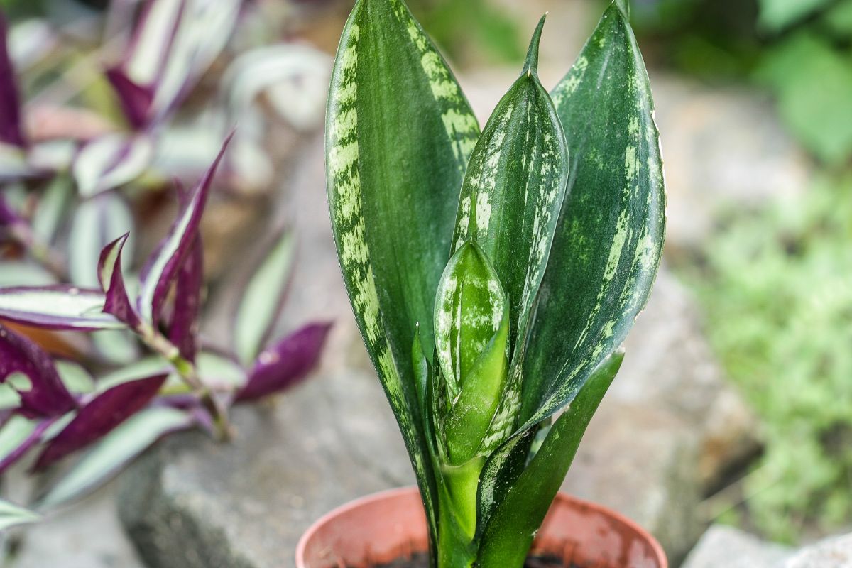 Sansevieria Whitney grows in a clay pot.