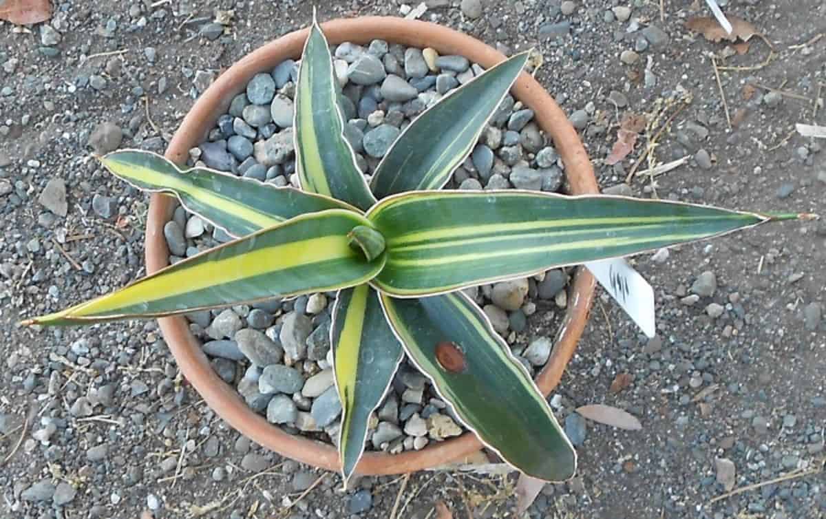 Sansevieria Zaznibarica robusta grows in a pot.