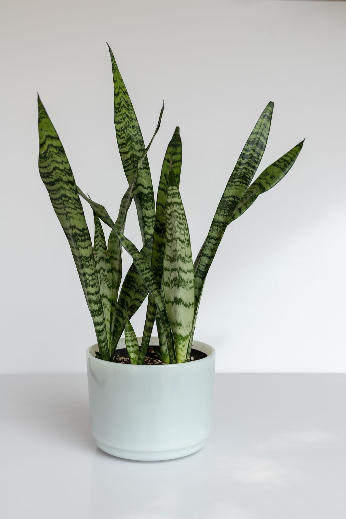 Sansevieria Zeylanica grows in a white pot.