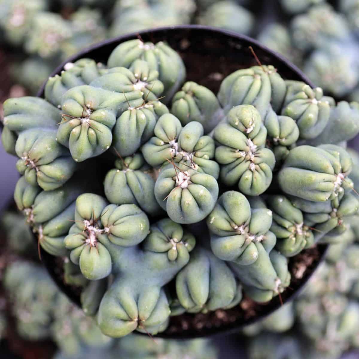 Cereus forbesii monstrose ‘Ming Thing’ grows in a black pot.