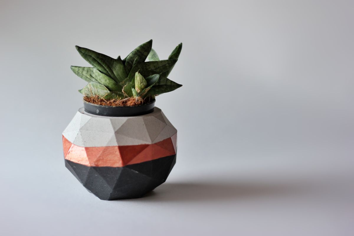 Sansevieria Boncel Mini grows in a modern-looking pot.