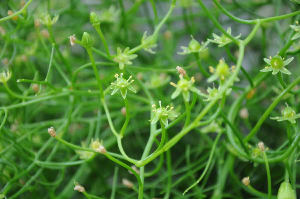 Boweia volubilis (climbing onion) succulent.