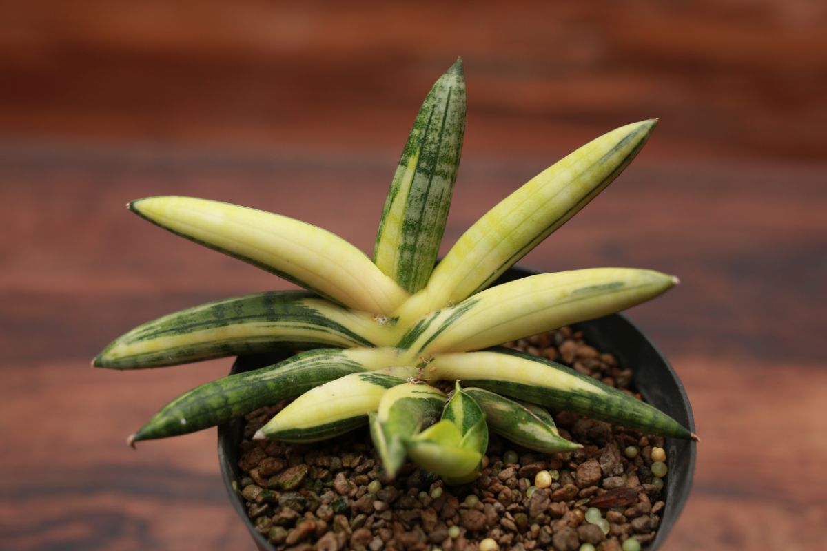 Sansevieria Boncel variegated grows in a plastic pot.