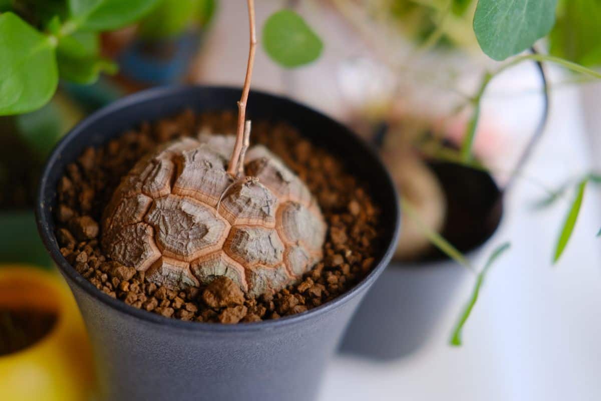 Dioscorea elephantipes turtle shell-like succulent in a black pot.