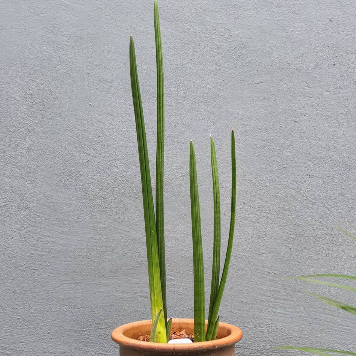 Sansevieria Canaliculate grows in a clay pot.