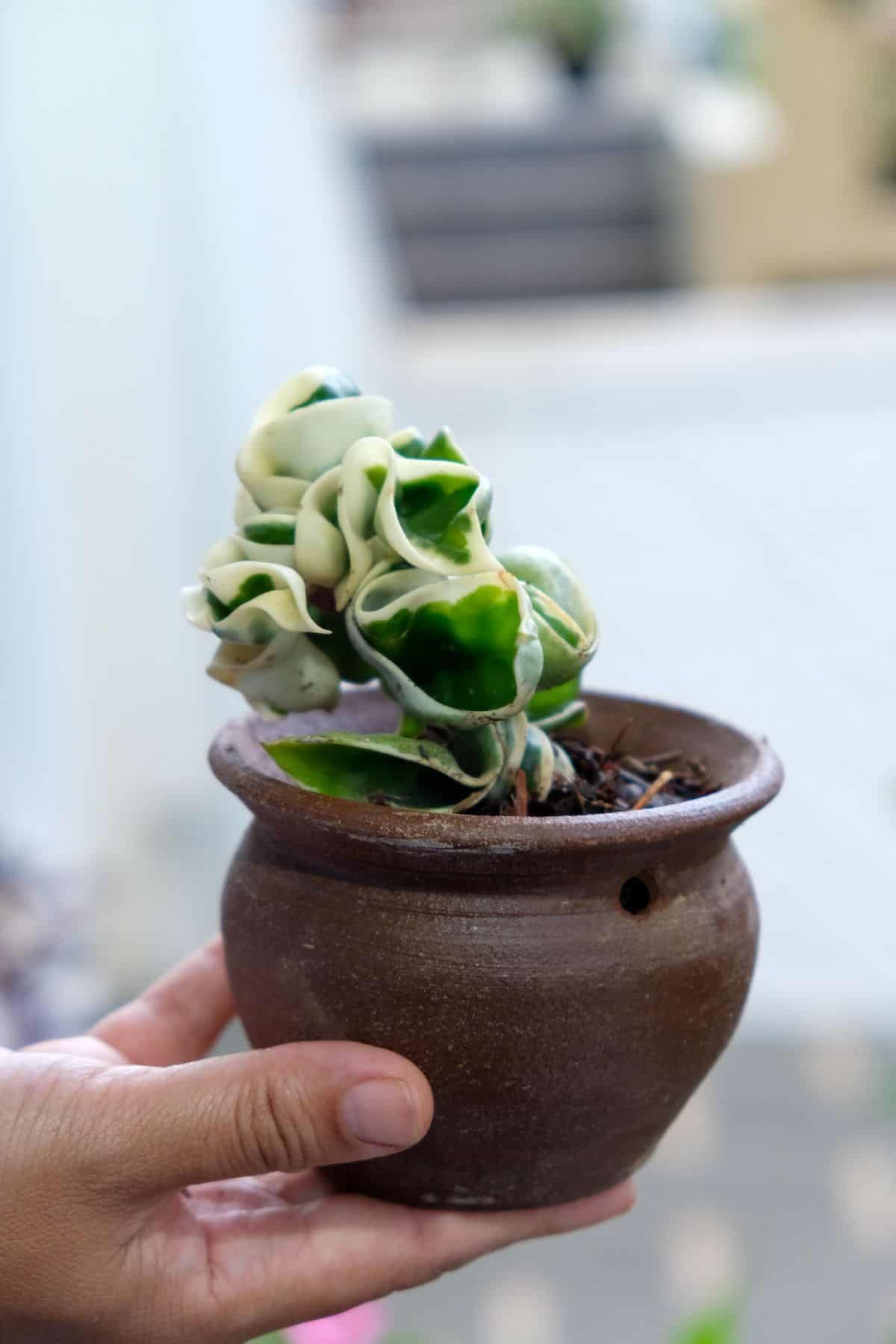 Hoya carnosa - Hindu Rope with beautiful foliage in a clay pot held by hand.