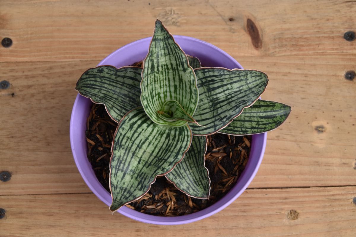 Sansevieria Cleopatra grows in a purple pot on a wooden table.