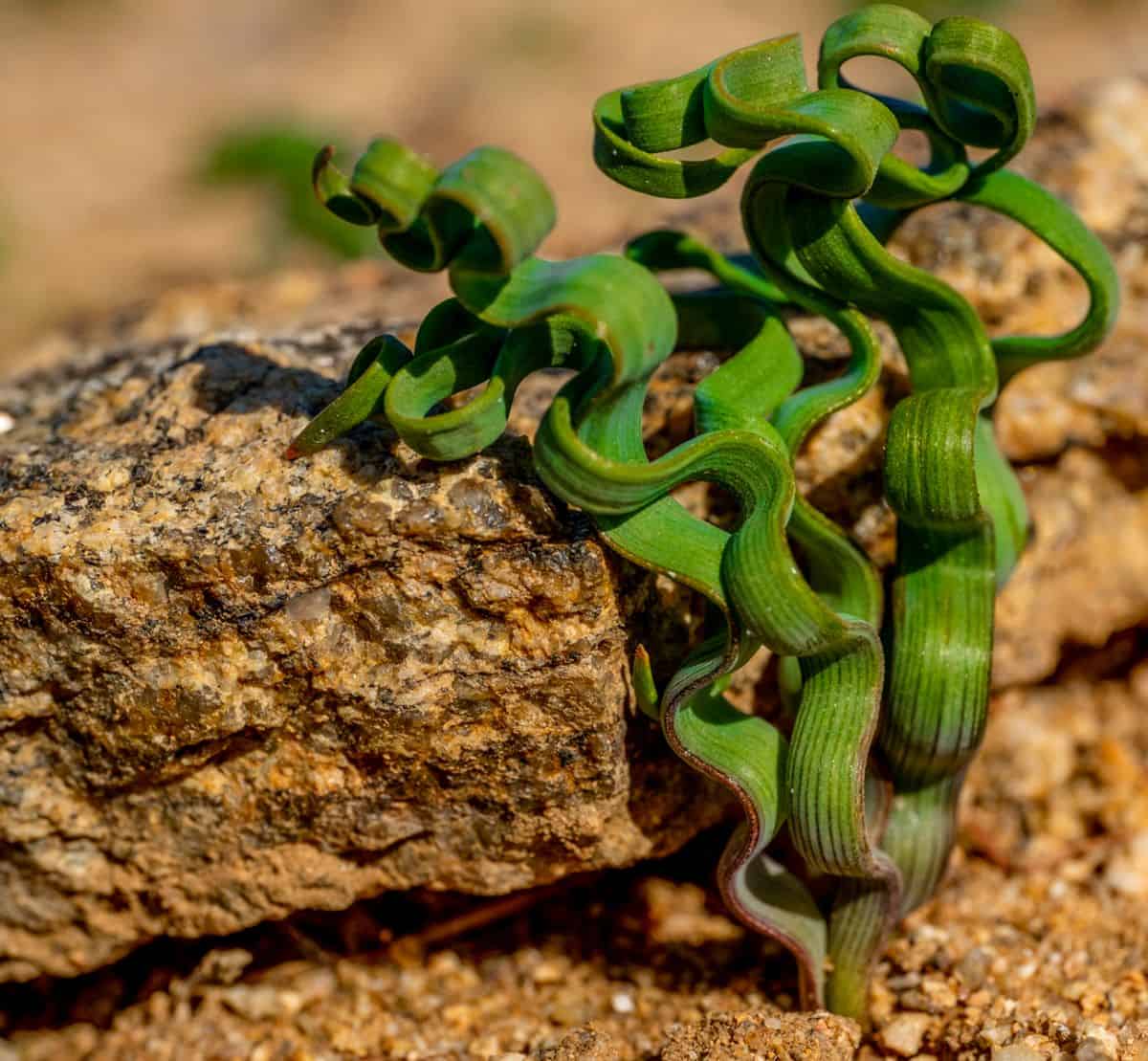 Trachyandra tortiilis succulent with curly foliage grows in rocky soil.