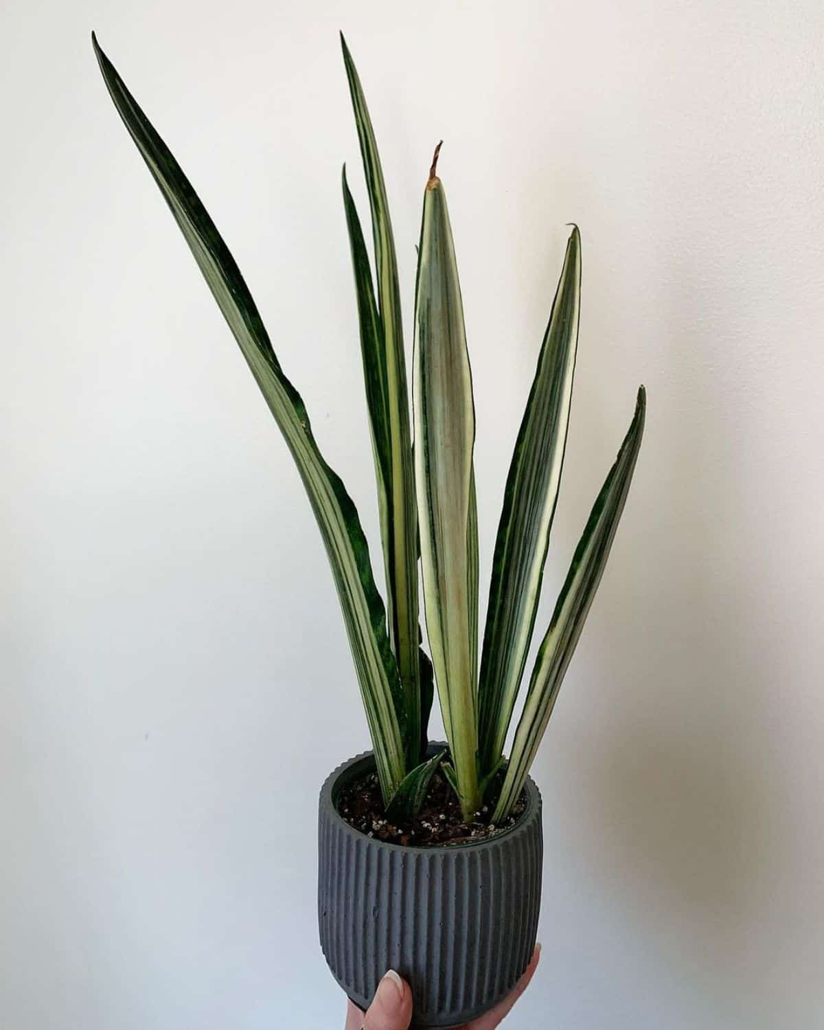 Sansevieria trifazciata - Bantel’s Sensation grows in a black pot held by hand.