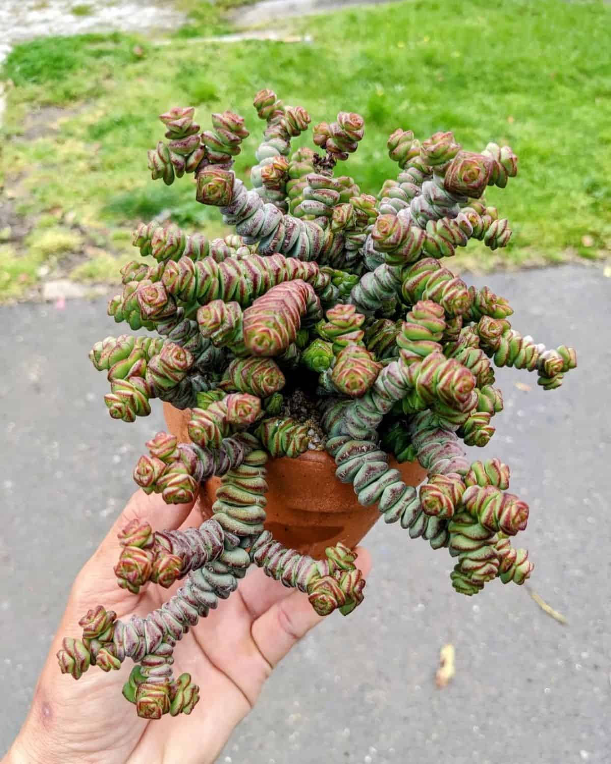 Crassula ‘Baby’s Necklace’ grows in a pot held by hand.