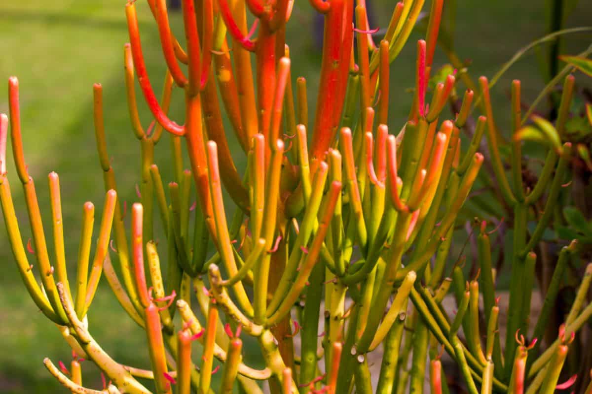 Euphorbia tirucalli beautiful gree.red foliage.