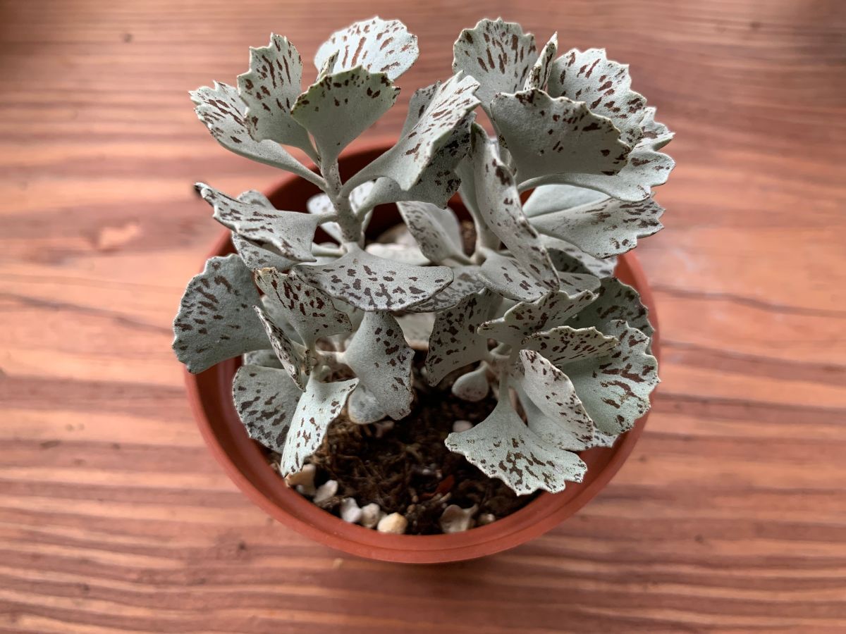 Kalanchoe rhombopilosa ‘Pies from Heaven’ grows in a plastic pot.