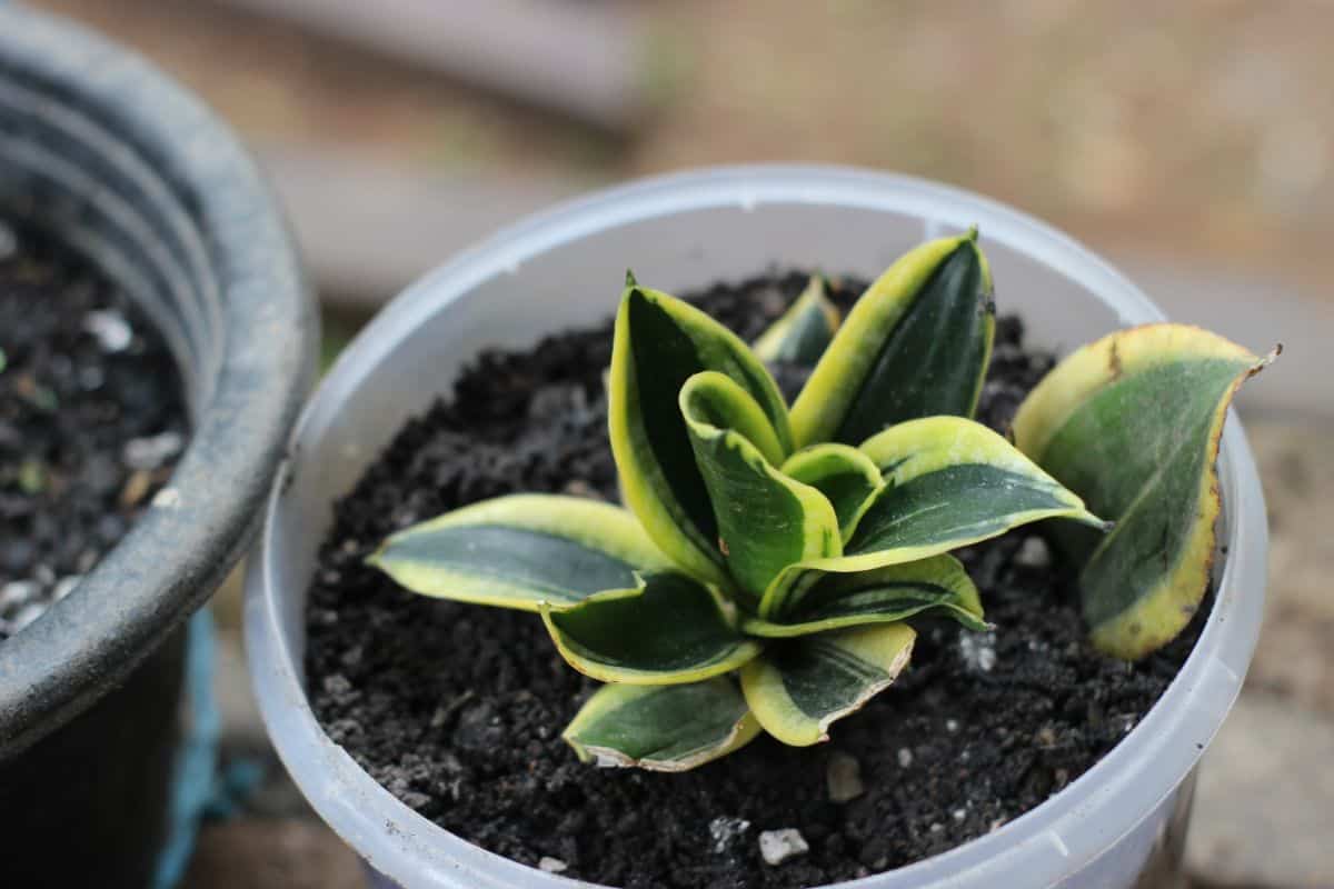 Sansevieria fischeri grows in a small plastic pot.