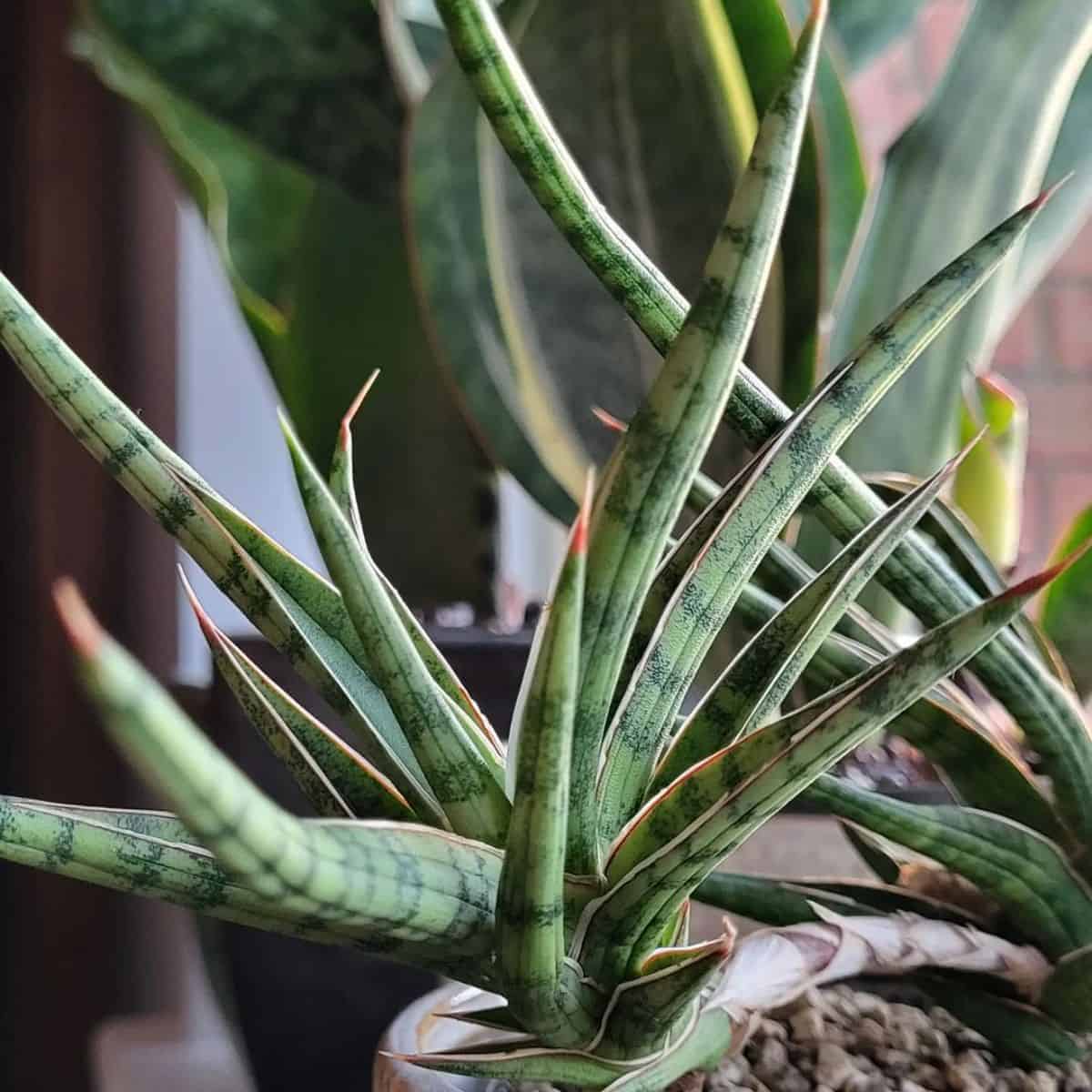 Sansevieria gracilis grows in a pot.