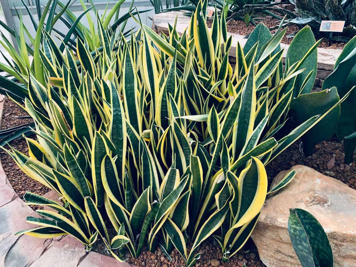 Sansevieria trifasciata ‘Laurentii’ with beautiful foliage grows outdoor.