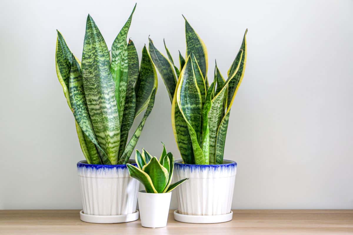 Sansevieria trifasciata plants grows in white pots.