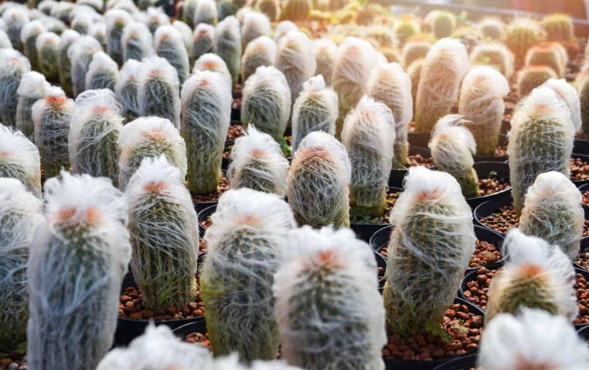 Cephalocereus senilis cactuses grow in pots in the nursery.