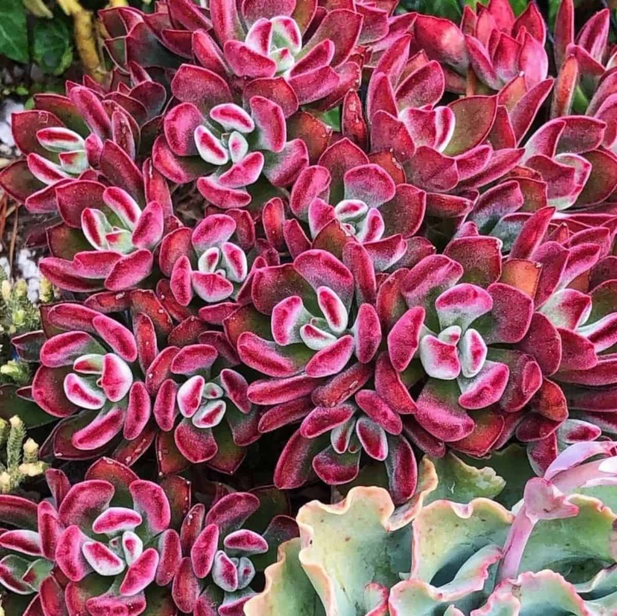 Echeveria pulvinata var. Ruby with beautiful red foliage.