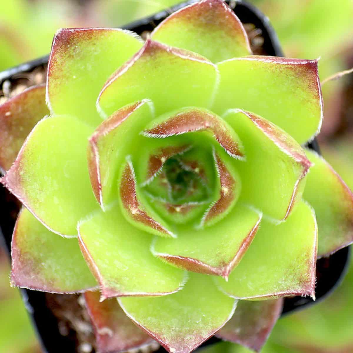 Sempervivum heuffelii var. Sundancer