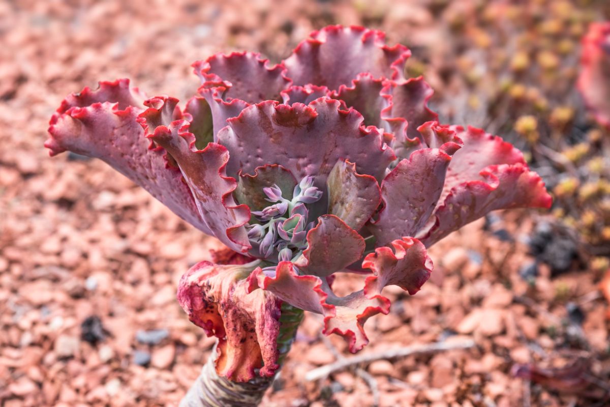 Echeveria gibbiflora, Ruffles with beautiful lettuce-pink foliage.