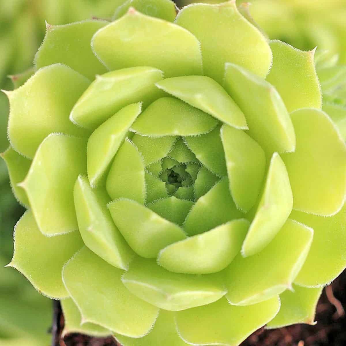 Sempervivum heuffelii var. Water Lily