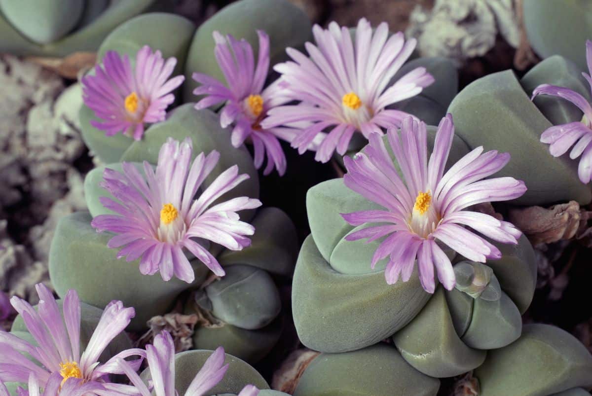 Gibbaeum dispar small succulent with pink flowers.