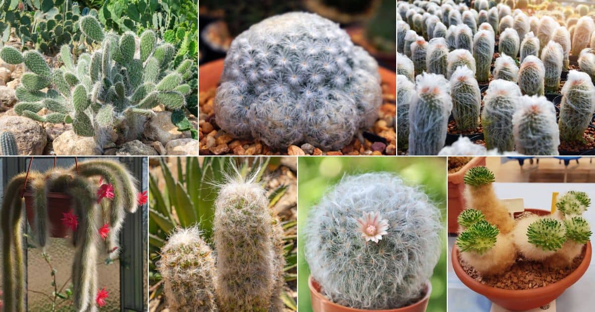 10 of the Fluffiest and Wooliest Cacti Around facebook image.