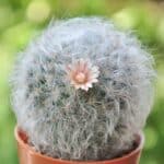 Mammillaria bocasana fluffy cacti with a tiny white flower grow in a pot.