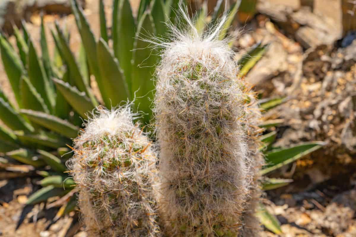Oreocereus celsianus fluffy cacti grow outdoor.