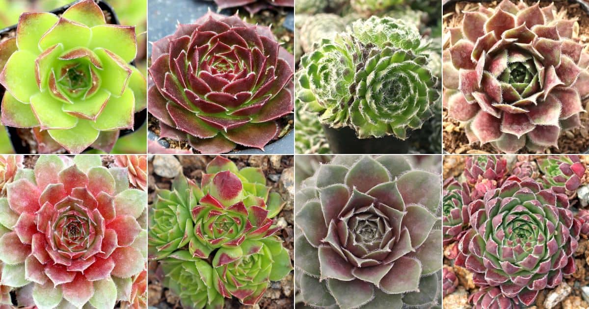 10 Showy Sempervivums for Small Arrangements facebook image.