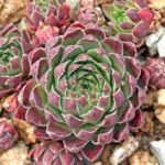 Sempervivum globiferum ssp. hirtum, var. Hedge Hog