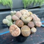 Lithops adorable succulents grow in a black pot.