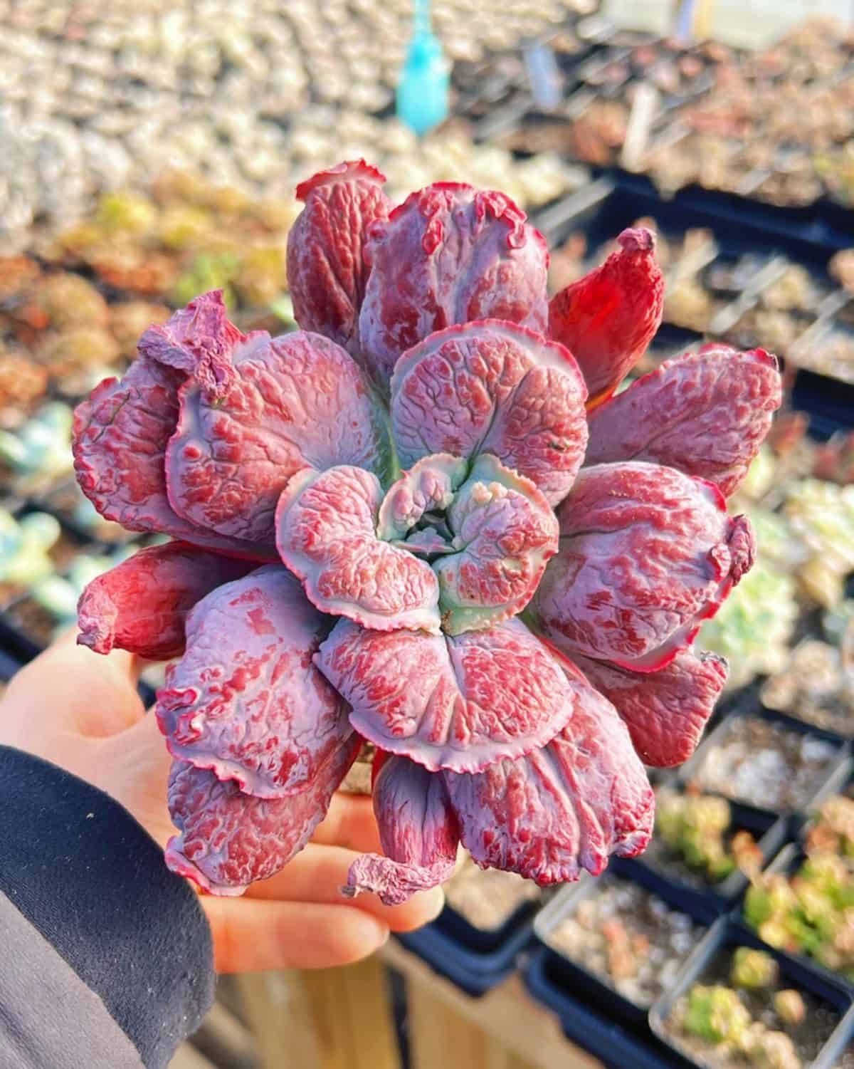 Echeveria linguas held by hand.